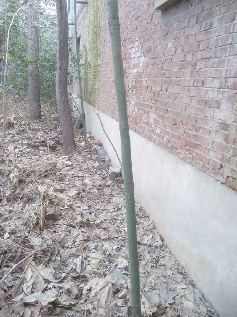 梧桐树141~170cm