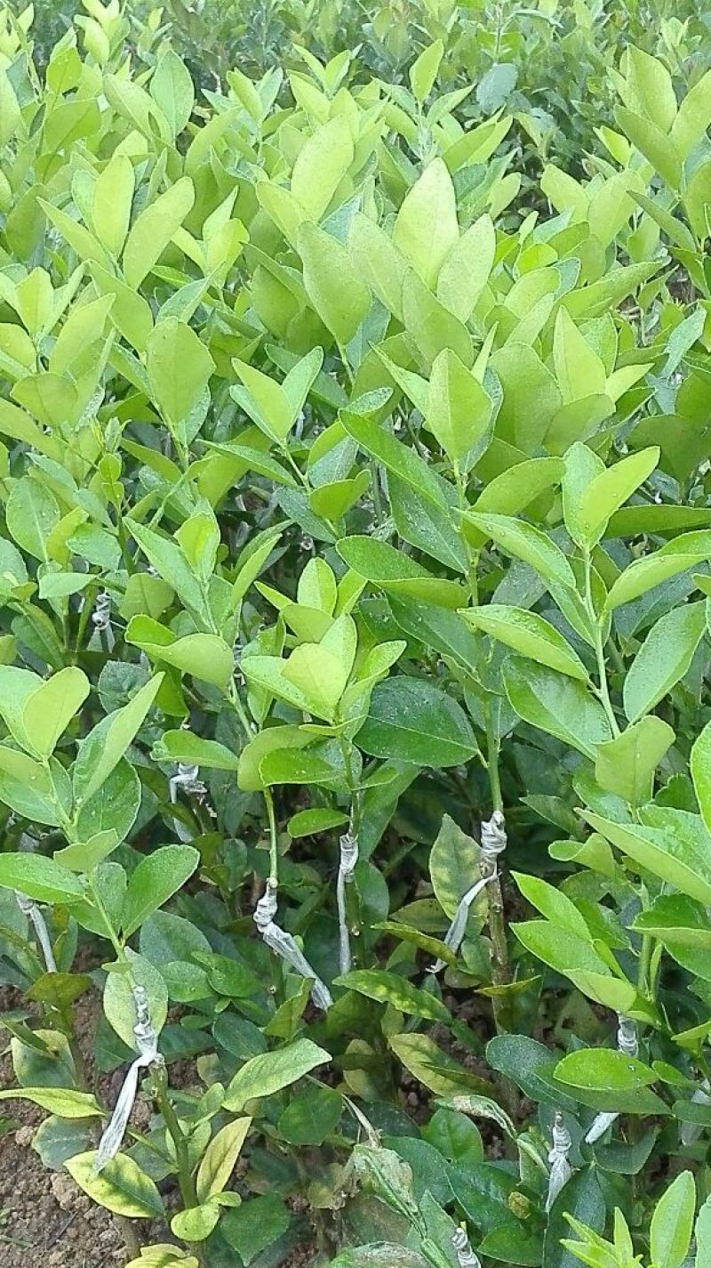 柠檬苗30~50cm