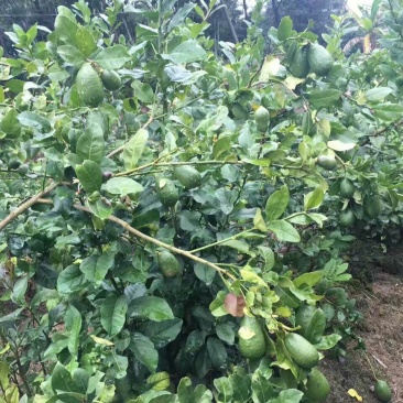 柠檬苗30~50cm