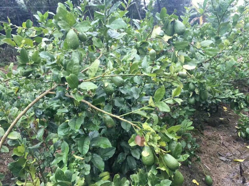 柠檬苗30~50cm