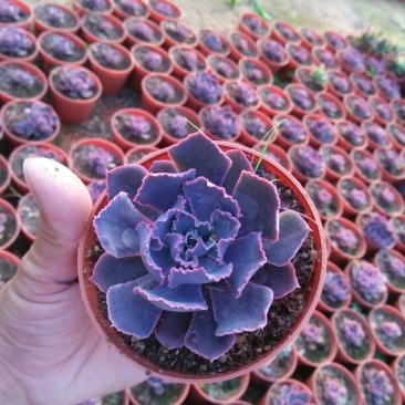 多肉植物带盆栽好