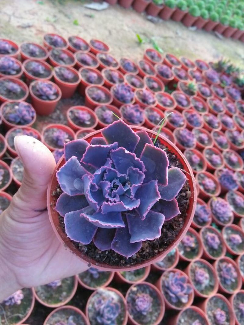 多肉植物带盆栽好