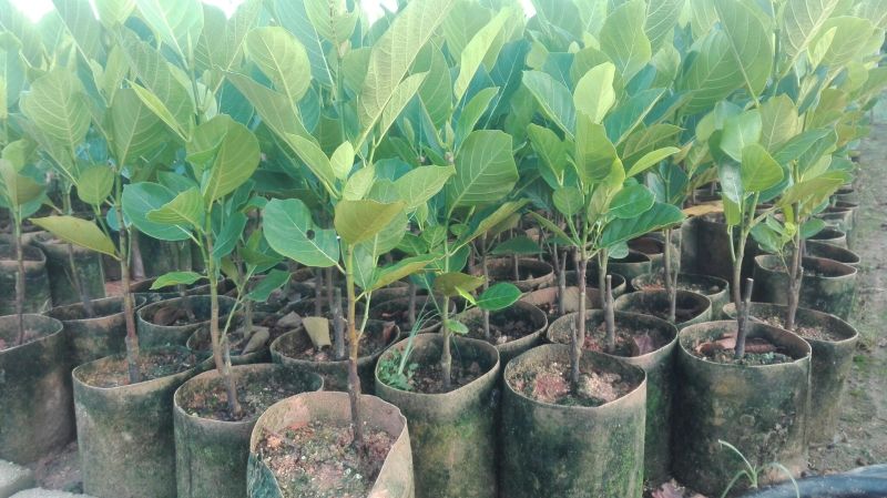 1号菠萝蜜苗稿接树