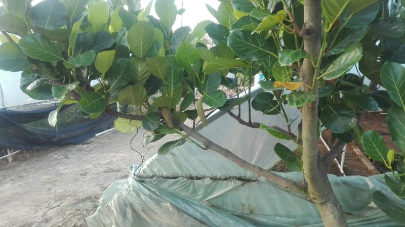 1号菠萝蜜苗稿接树