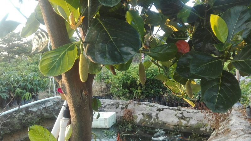 1号菠萝蜜苗稿接树
