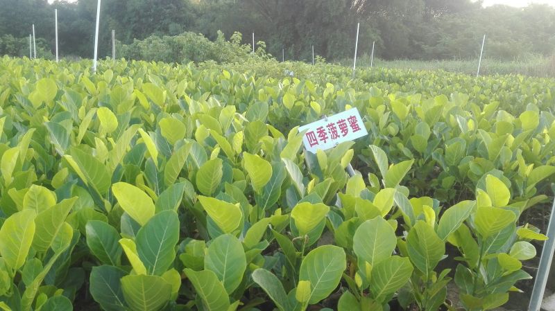 1号菠萝蜜苗稿接树
