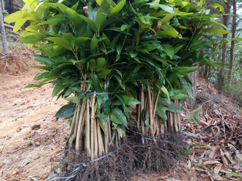 芒果苗1m以下