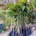 芒果苗1m以下