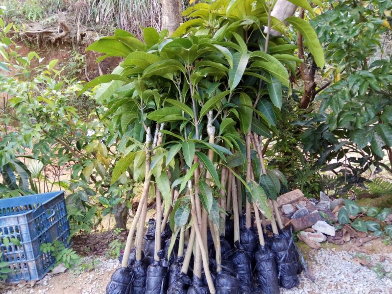 芒果苗1m以下