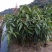 芒果苗1m以下