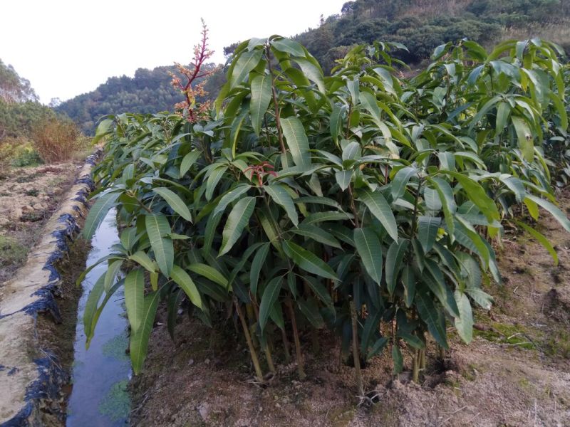 芒果苗1m以下