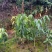 芒果苗1m以下