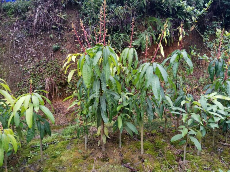 芒果苗1m以下