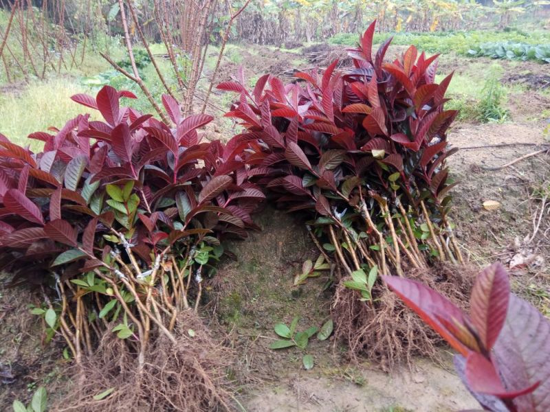 红石榴苗30~40cm