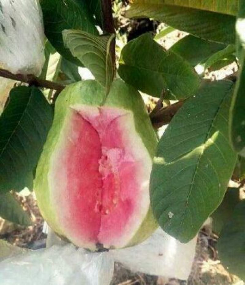 西瓜番石榴苗30~50cm