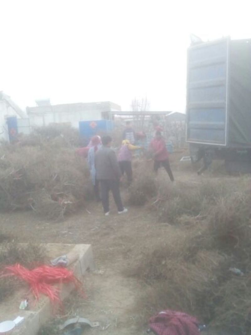 金银花1米以下