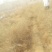 金银花1米以下