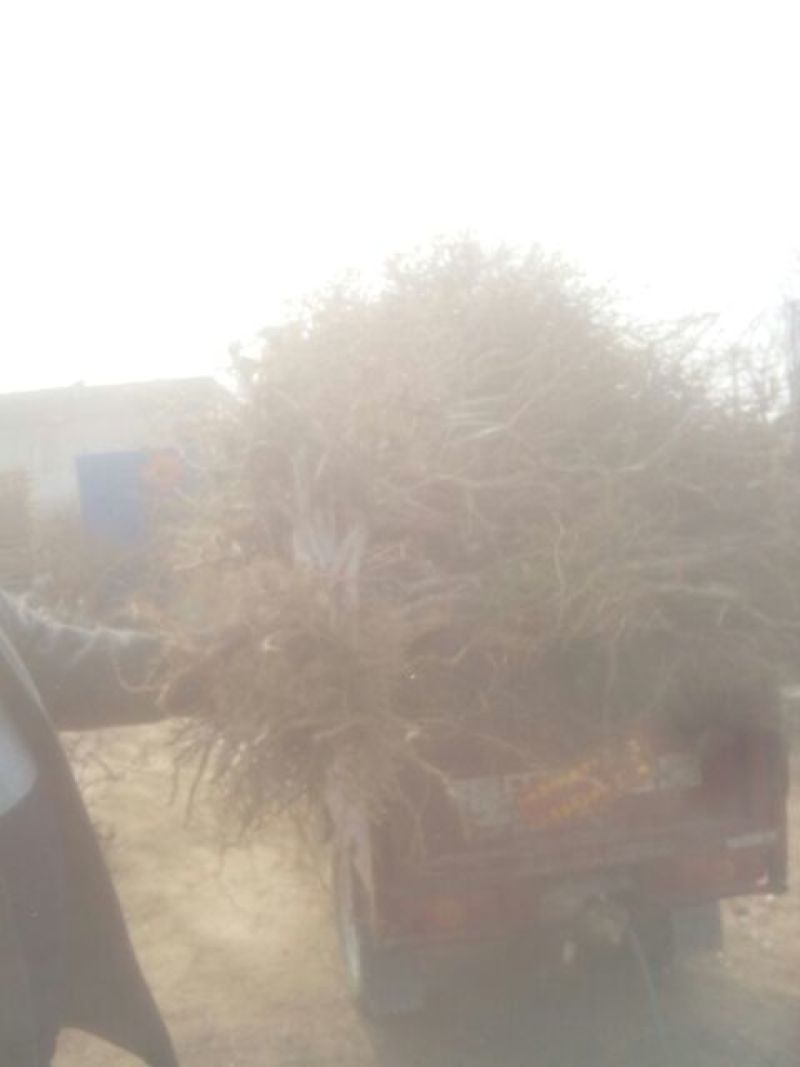 金银花1米以下
