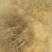 金银花1米以下