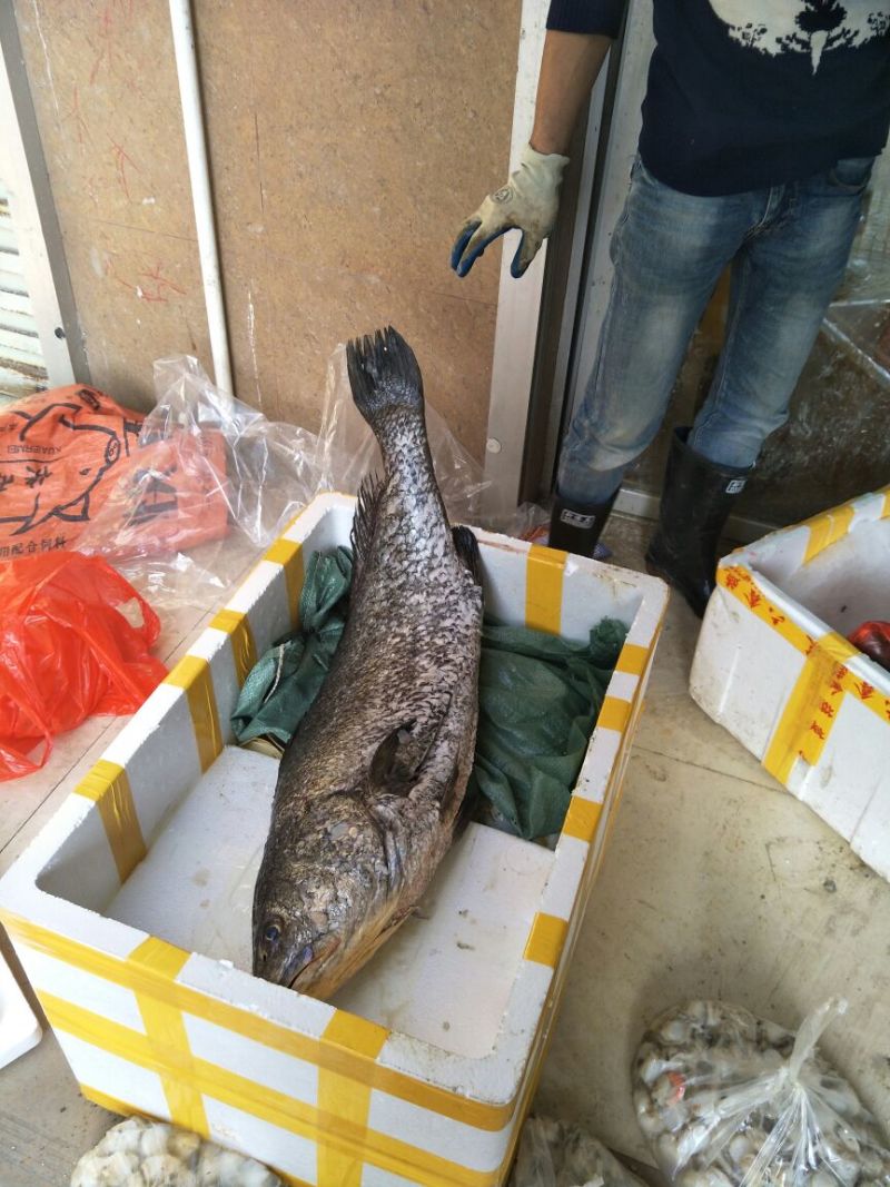 鮸鱼鳕鱼片金鲳鱼马鲛鱼