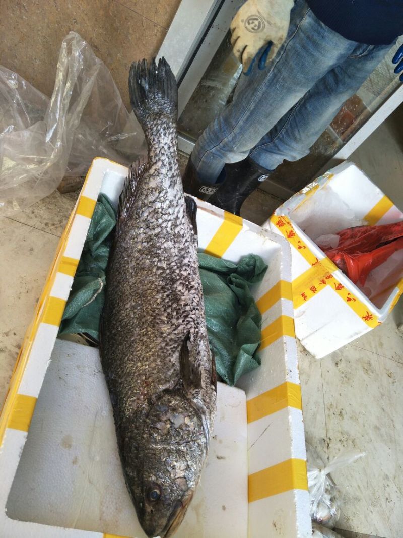 鮸鱼鳕鱼片金鲳鱼马鲛鱼