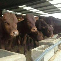利木赞牛犊，肉牛，种牛，包技术，包回收