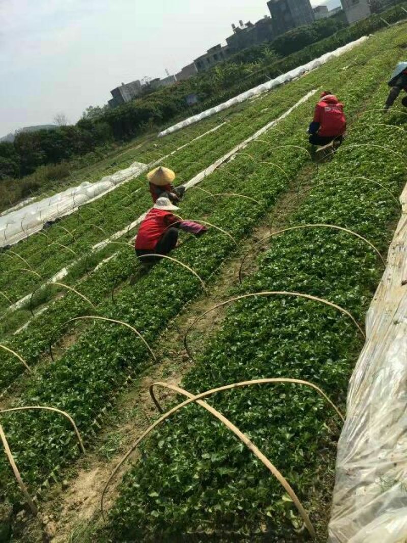 百香果苗芭乐味黄金百香果