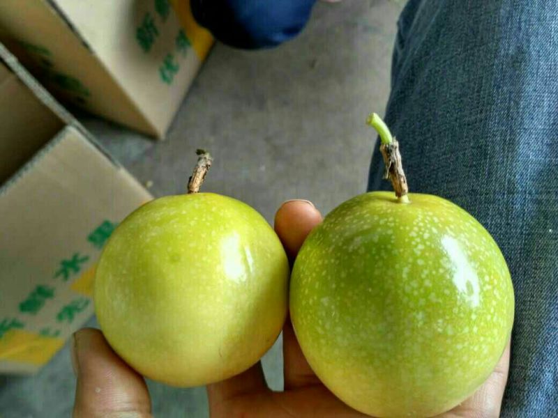 百香果苗芭乐味黄金百香果