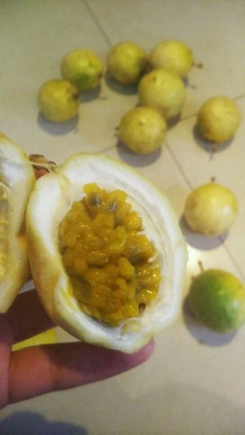 百香果苗芭乐味黄金百香果