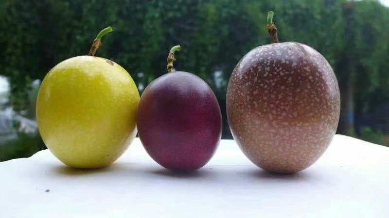 百香果苗芭乐味黄金百香果