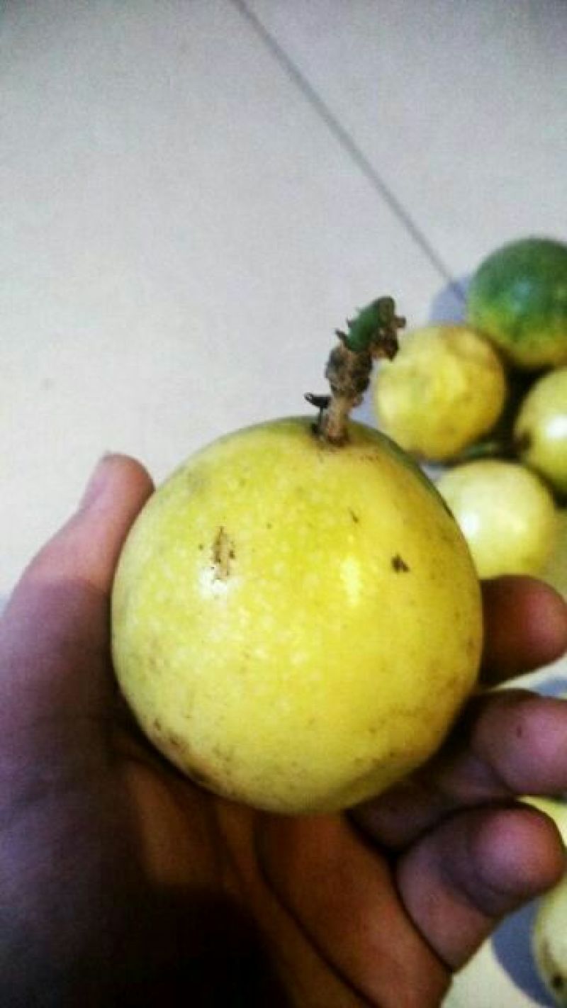 百香果苗芭乐味黄金百香果