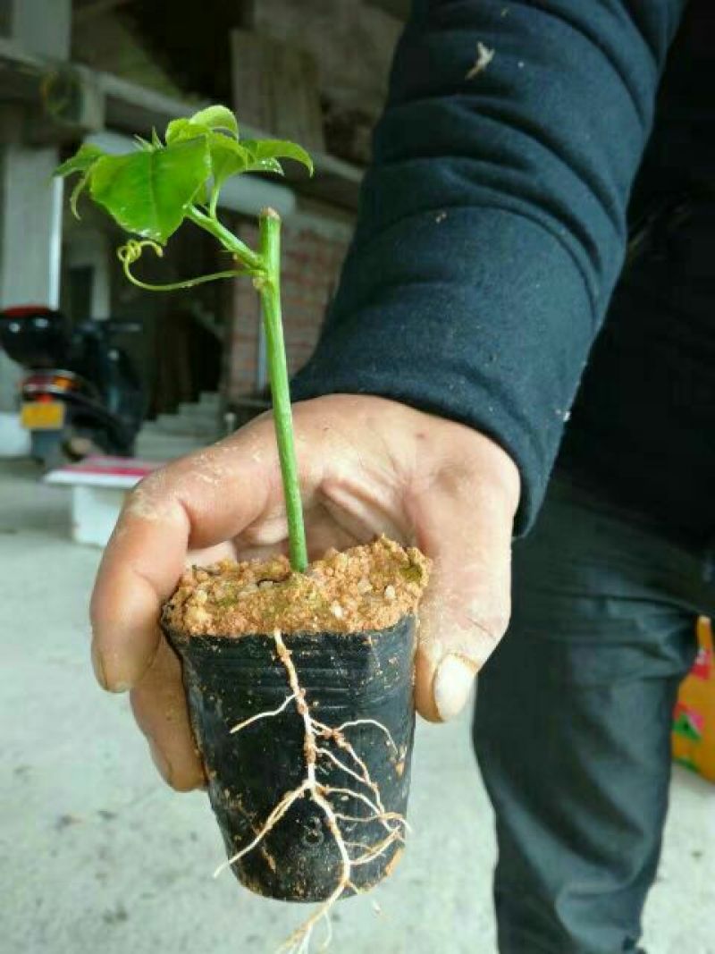 百香果苗芭乐味黄金百香果