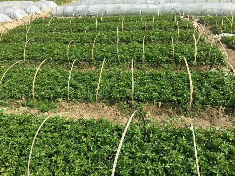 百香果苗芭乐味黄金百香果