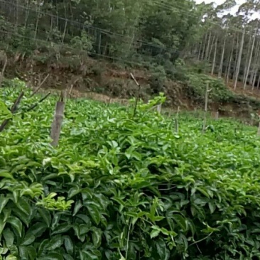 百香果苗芭乐味黄金百香果