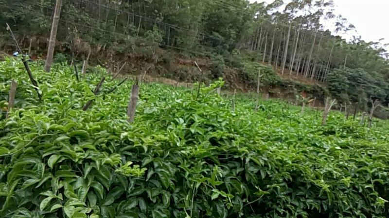 百香果苗芭乐味黄金百香果