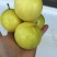 百香果苗芭乐味黄金百香果