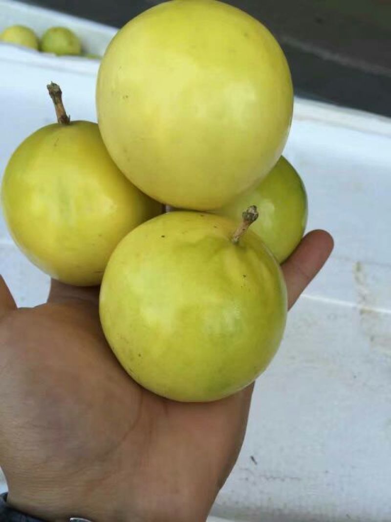 百香果苗芭乐味黄金百香果