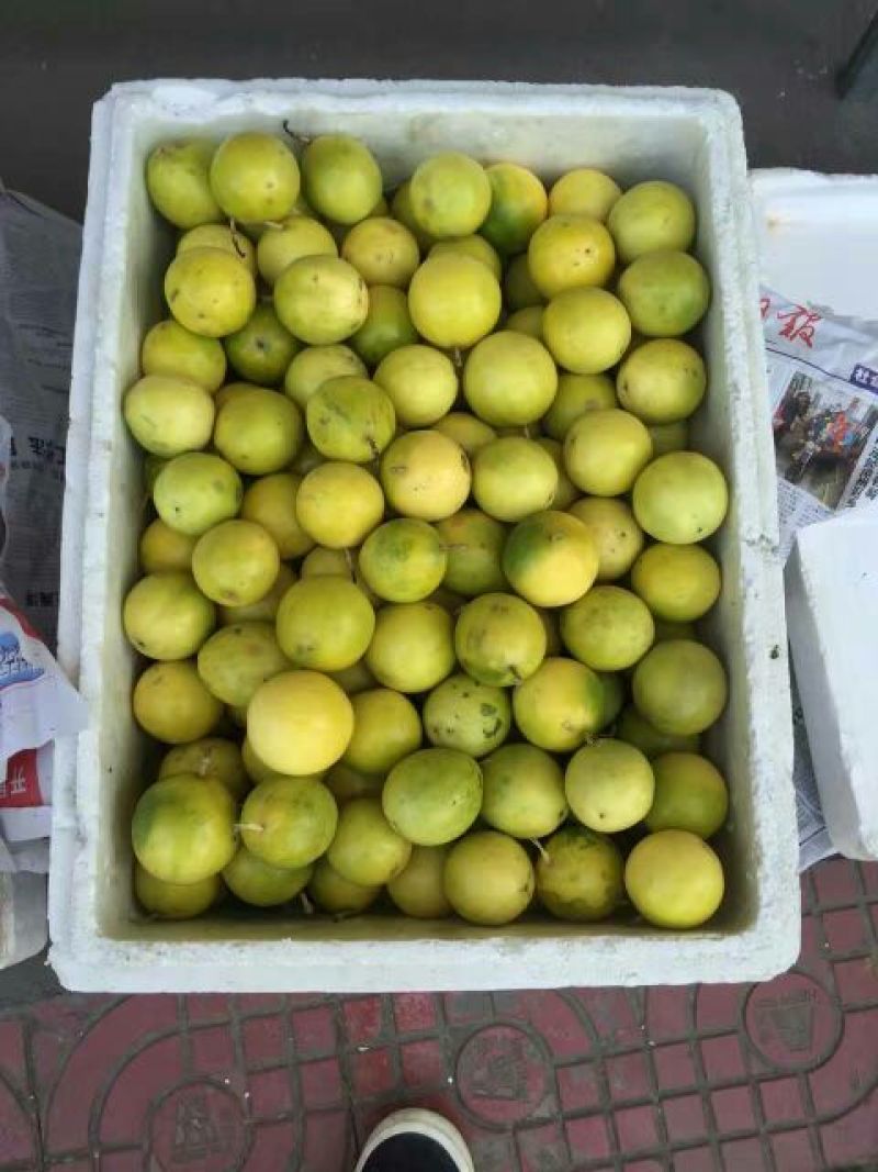 百香果苗芭乐味黄金百香果