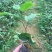 百香果苗芭乐味黄金百香果