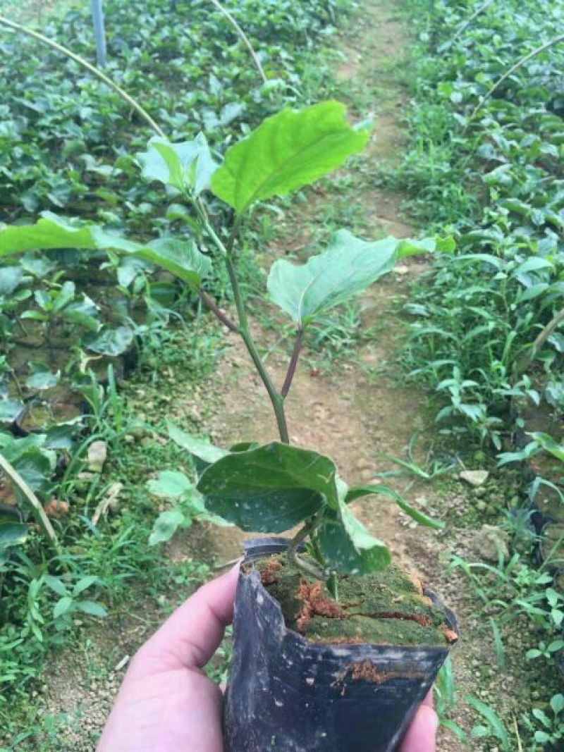 百香果苗芭乐味黄金百香果