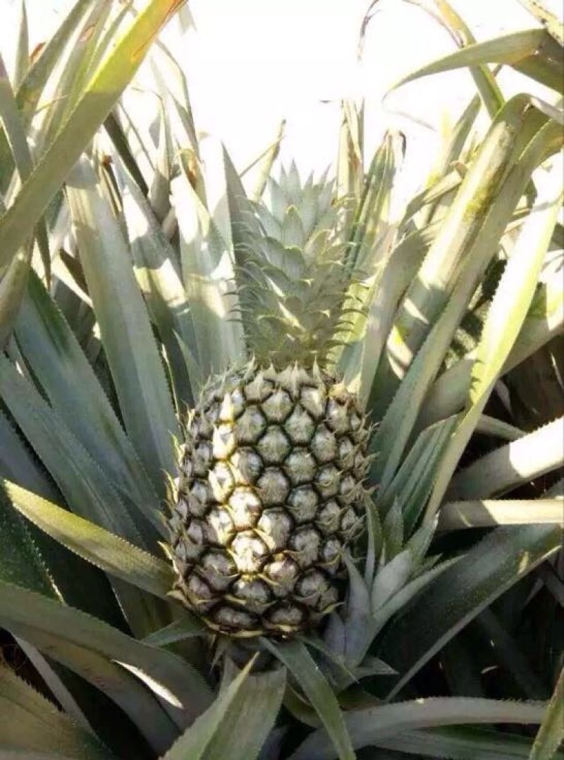 菠萝