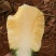 菠萝