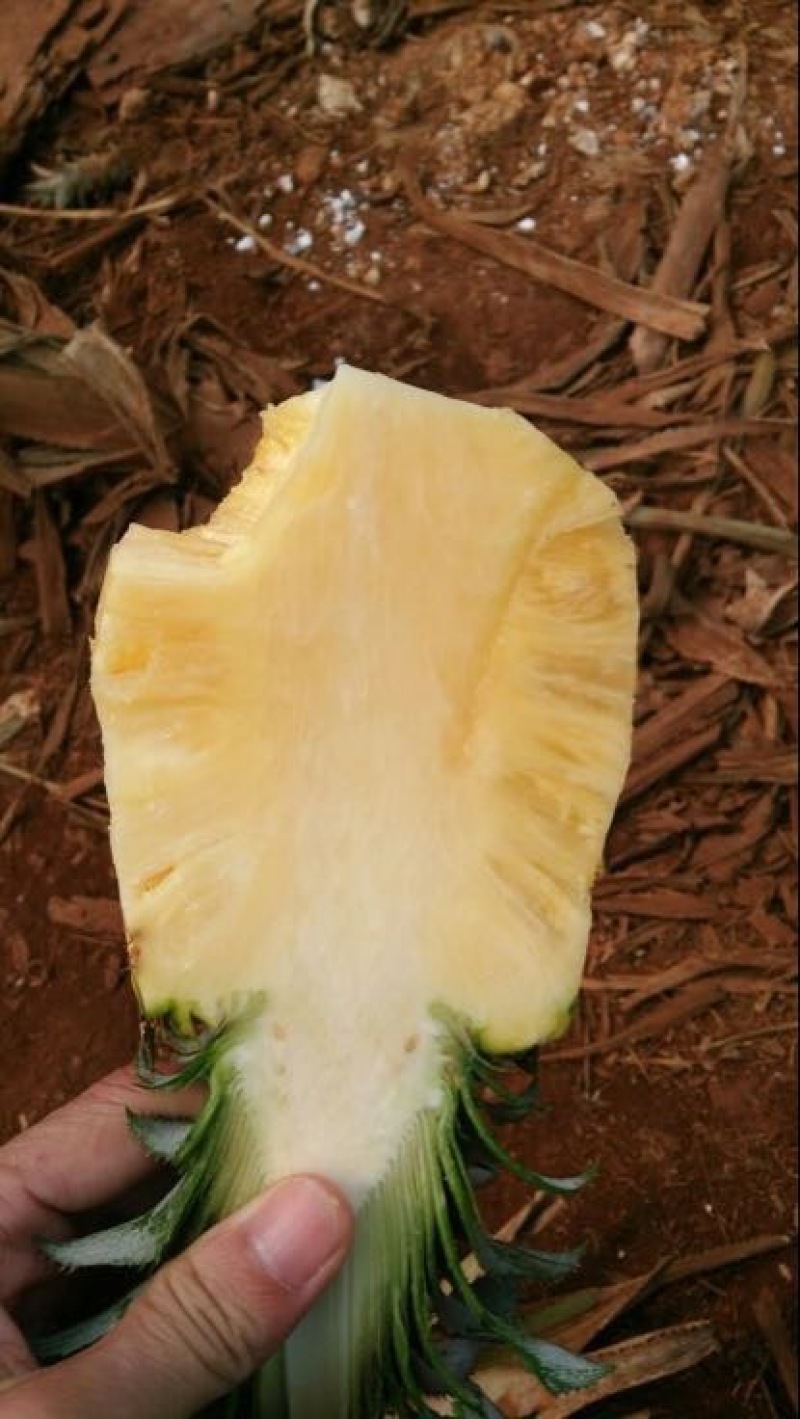 菠萝