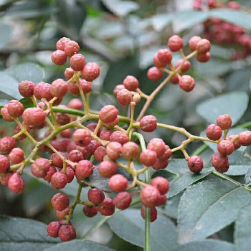 花椒树规格不同，价格不同