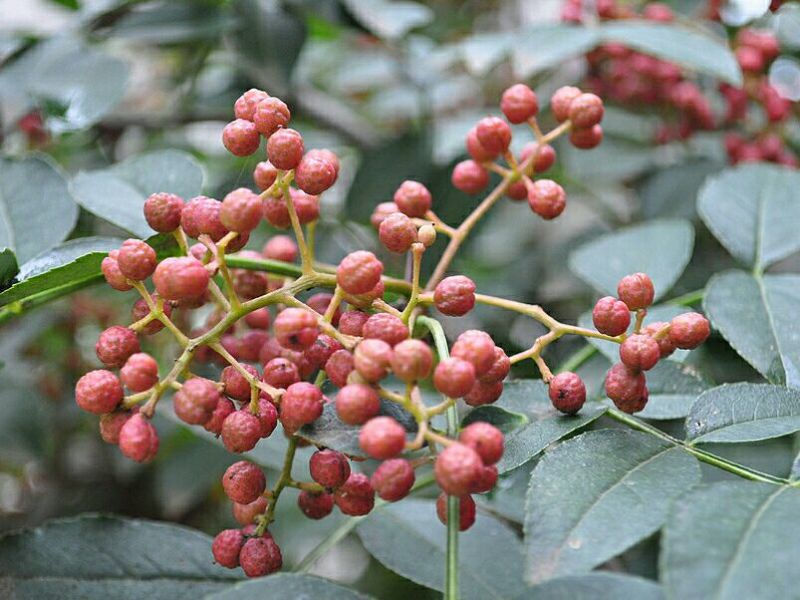 花椒树规格不同，价格不同