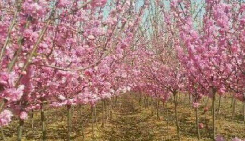 老兵苗圃自产自销樱花树