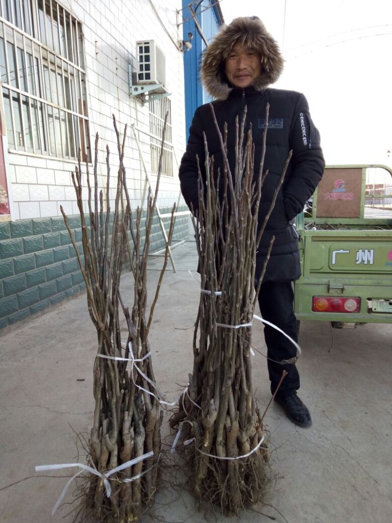 核桃苗50~100cm二年苗