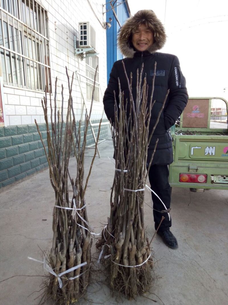 核桃苗50~100cm二年苗