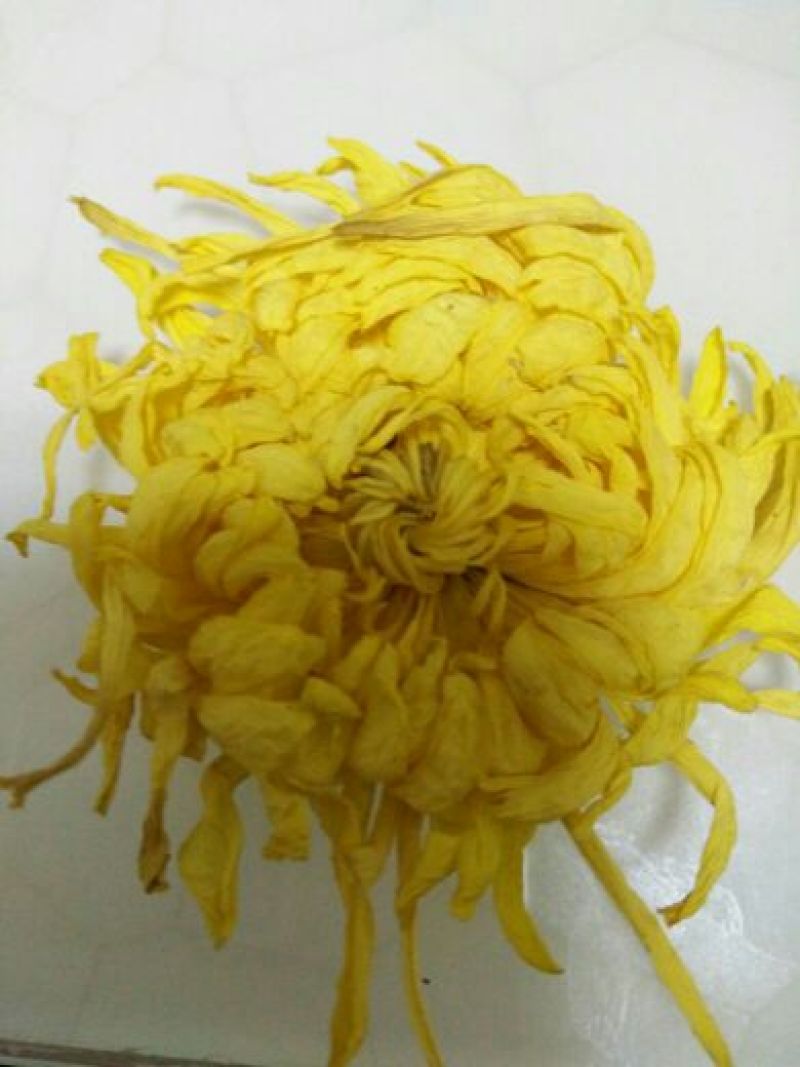 菊花茶