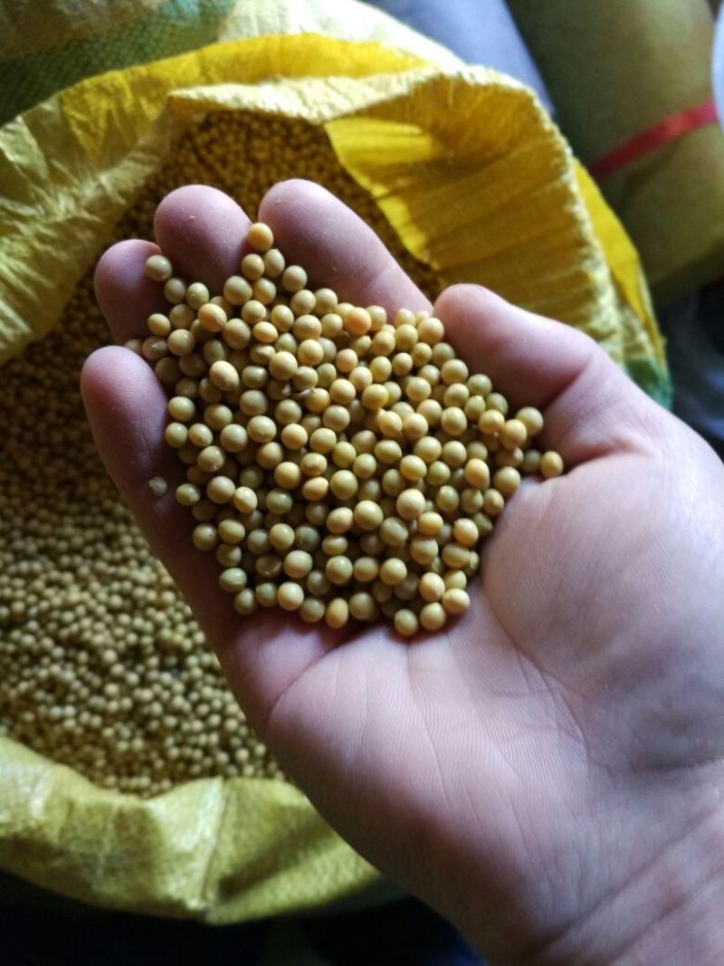 芽豆食用